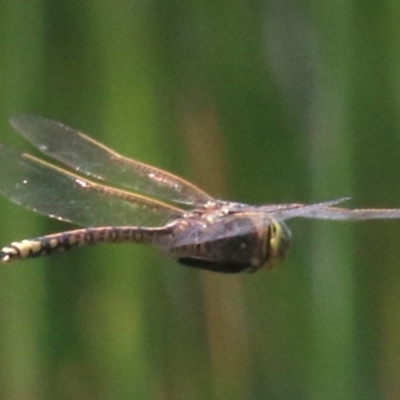 Anax papuensis (Australian Emperor) at Mogo, NSW - 26 Feb 2019 by jb2602