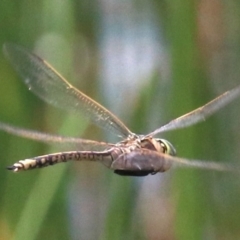 Anax papuensis at Mogo, NSW - 26 Feb 2019 12:44 PM