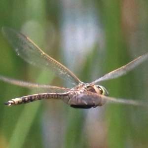 Anax papuensis at Mogo, NSW - 26 Feb 2019 12:44 PM