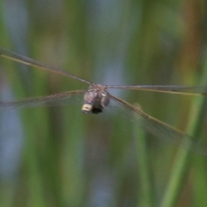 Hemianax papuensis at Mogo, NSW - 26 Feb 2019