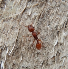 Podomyrma sp. (genus) (Muscleman Tree Ant) at Dunlop, ACT - 5 Mar 2019 by CathB