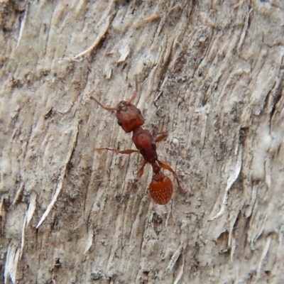 Podomyrma sp. (genus) (Muscleman Tree Ant) at Dunlop, ACT - 4 Mar 2019 by CathB