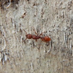 Podomyrma sp. (genus) at Dunlop, ACT - 5 Mar 2019