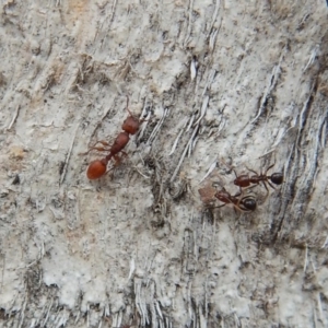 Podomyrma sp. (genus) at Dunlop, ACT - 5 Mar 2019