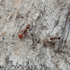 Podomyrma sp. (genus) at Dunlop, ACT - 5 Mar 2019