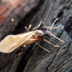 Formicidae (family) (Unidentified ant) at Aranda, ACT - 27 Jan 2019 by CathB