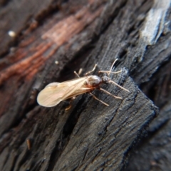 Formicidae (family) at Aranda, ACT - 27 Jan 2019 07:42 AM