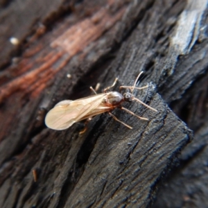 Formicidae (family) at Aranda, ACT - 27 Jan 2019