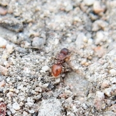 Meranoplus sp. (genus) (Shield Ant) at Mount Painter - 27 Dec 2018 by CathB