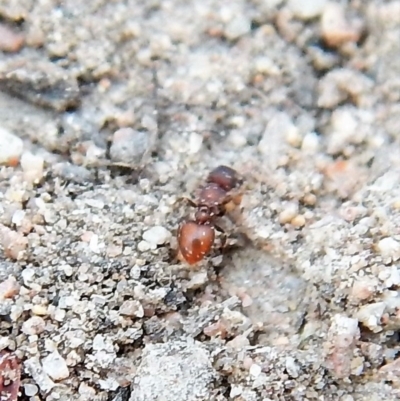 Meranoplus sp. (genus) (Shield Ant) at Mount Painter - 27 Dec 2018 by CathB