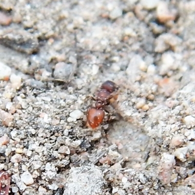 Meranoplus sp. (genus) (Shield Ant) at Cook, ACT - 27 Dec 2018 by CathB