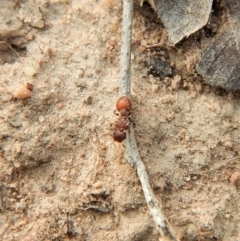 Meranoplus sp. (genus) at Cook, ACT - 28 Dec 2018
