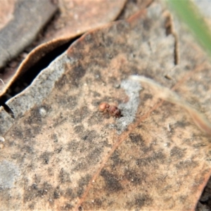 Meranoplus sp. (genus) at Cook, ACT - 28 Dec 2018