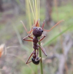 Myrmecia simillima (A Bull Ant) at Mount Painter - 26 Jan 2019 by CathB