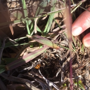 Coccinella transversalis at Griffith, ACT - 15 May 2019