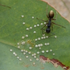 Unidentified Psyllid, lerp, aphid or whitefly (Hemiptera, several families) at Dunlop, ACT - 19 Feb 2019 by CathB