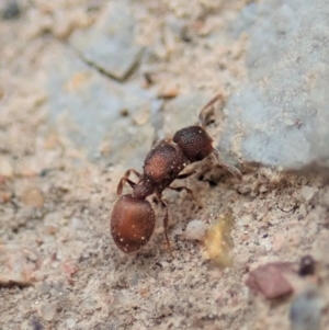 Meranoplus sp. (genus) at Dunlop, ACT - 4 Apr 2019 02:48 PM