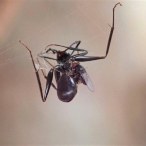 Milichiidae (family) at Cook, ACT - 1 May 2019 09:51 AM