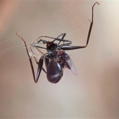 Milichiidae (family) (Freeloader fly) at Mount Painter - 1 May 2019 by CathB