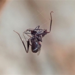 Milichiidae (family) at Cook, ACT - 1 May 2019 09:51 AM