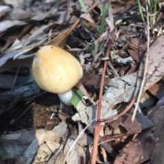 Unverified at Griffith, ACT - 15 May 2019 by AlexKirk