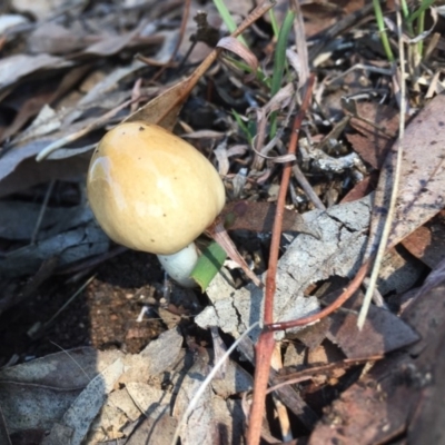 Unverified at Griffith, ACT - 15 May 2019 by AlexKirk