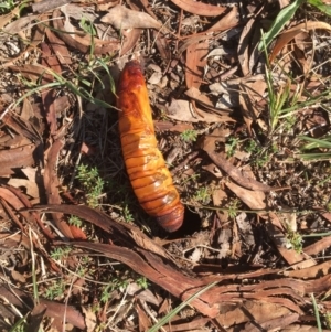 Hepialidae (family) at Griffith, ACT - 7 May 2019