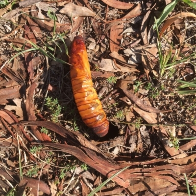 Hepialidae (family) (Unidentified Swift or Ghost Moth) at Griffith, ACT - 7 May 2019 by AlexKirk