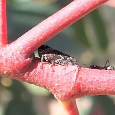 Anacornutipo lignosa (Leafhopper) at Mount Painter - 24 Apr 2019 by CathB