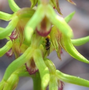 Chloropidae (family) at Aranda Bushland - 25 Mar 2014