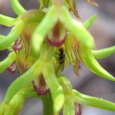 Chloropidae (family) (Frit fly) at Aranda, ACT - 25 Mar 2014 by CathB