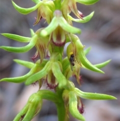 Chloropidae (family) at Aranda Bushland - 25 Mar 2014