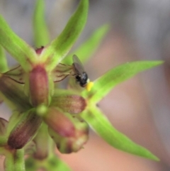 Chloropidae (family) at Aranda Bushland - 25 Mar 2014