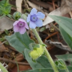 Cynoglossum australe (Australian Forget-me-not) at Tuggeranong Hill - 24 May 2019 by Owen