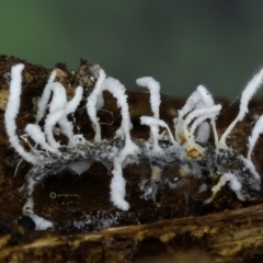 Cordyceps sp. (genus) (Caterpillar fungus) at Bodalla State Forest - 27 May 2019 by Teresa