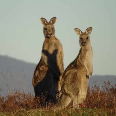 Macropus giganteus (Eastern Grey Kangaroo) at Isaacs Ridge - 26 May 2019 by Mike