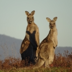 Macropus giganteus (Eastern Grey Kangaroo) at Isaacs, ACT - 26 May 2019 by Mike