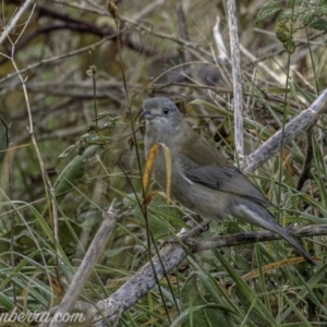 Colluricincla harmonica at Stromlo, ACT - 19 May 2019 08:22 AM