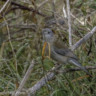 Colluricincla harmonica (Grey Shrikethrush) at Stromlo, ACT - 19 May 2019 by JonSteinbeck