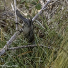 Colluricincla harmonica at Stromlo, ACT - 19 May 2019