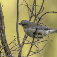 Colluricincla harmonica at Stromlo, ACT - 19 May 2019 08:22 AM