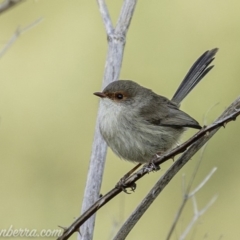 Malurus cyaneus (Superb Fairywren) at Stromlo, ACT - 19 May 2019 by JonSteinbeck