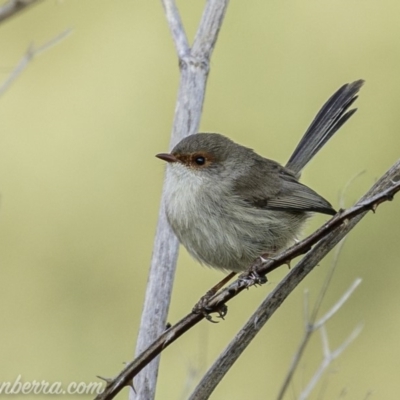 Malurus cyaneus (Superb Fairywren) at Stromlo, ACT - 19 May 2019 by JonSteinbeck