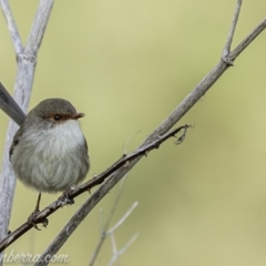 Malurus cyaneus at Stromlo, ACT - 19 May 2019