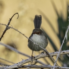 Malurus cyaneus at Stromlo, ACT - 19 May 2019 08:31 AM