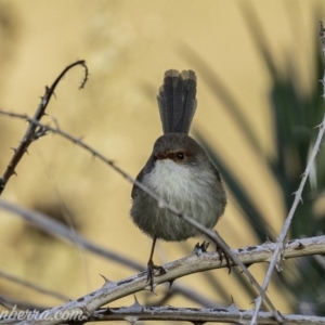 Malurus cyaneus at Stromlo, ACT - 19 May 2019