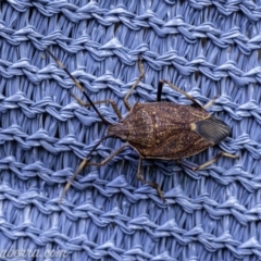 Poecilometis strigatus (Gum Tree Shield Bug) at Hughes, ACT - 19 May 2019 by JonSteinbeck