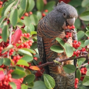 Callocephalon fimbriatum at Eden, NSW - 26 May 2019