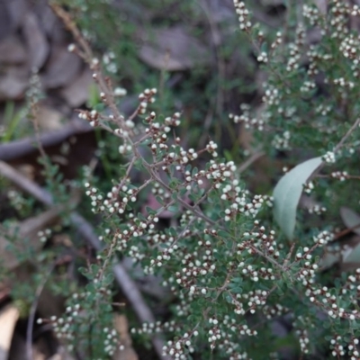 Cryptandra amara (Bitter Cryptandra) at Red Hill Nature Reserve - 22 May 2019 by JackyF