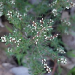 Cryptandra amara at Hughes, ACT - 22 May 2019